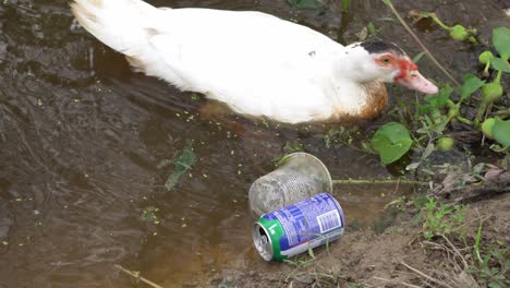 A-white-duck-is-searching-food-at-the-river-beside-plastic